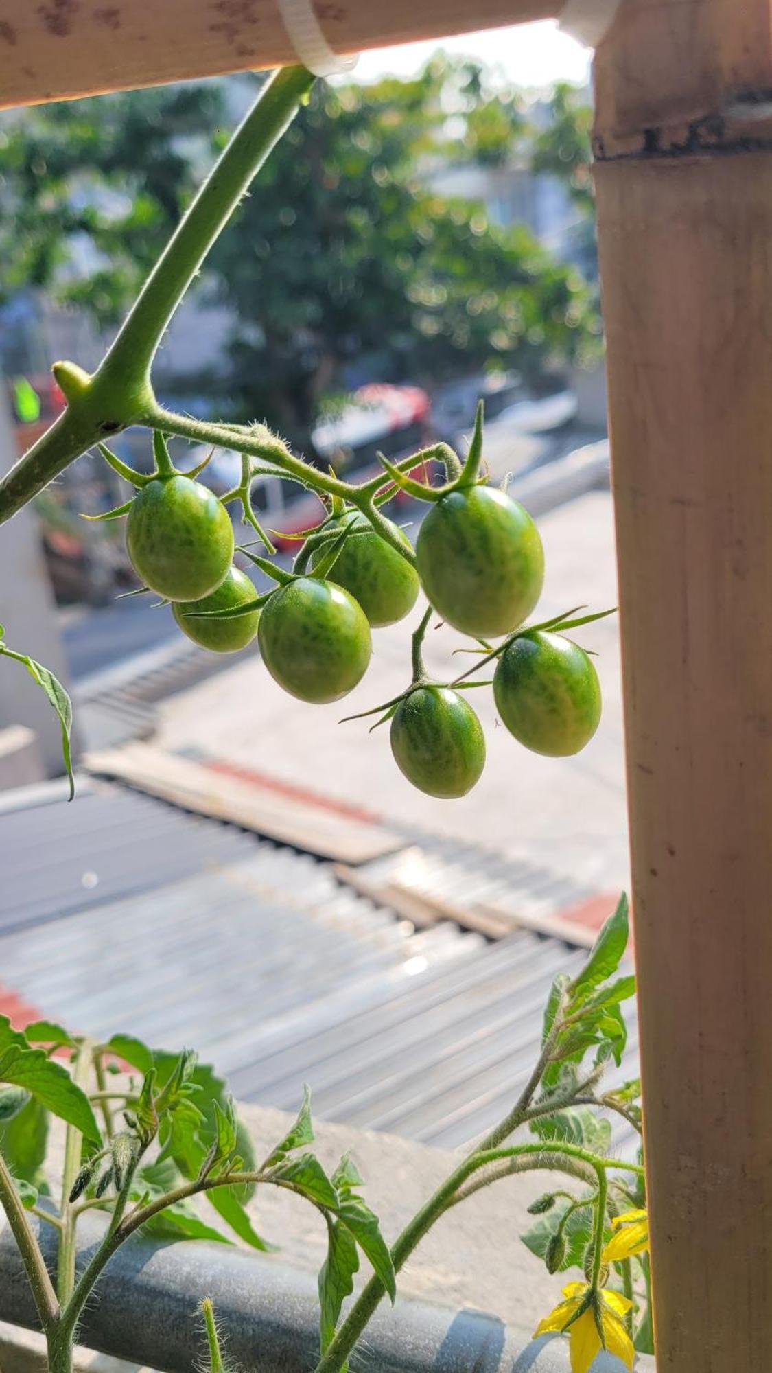 Tiny Garden House Cat Ba Hotel Chan Chau Екстериор снимка