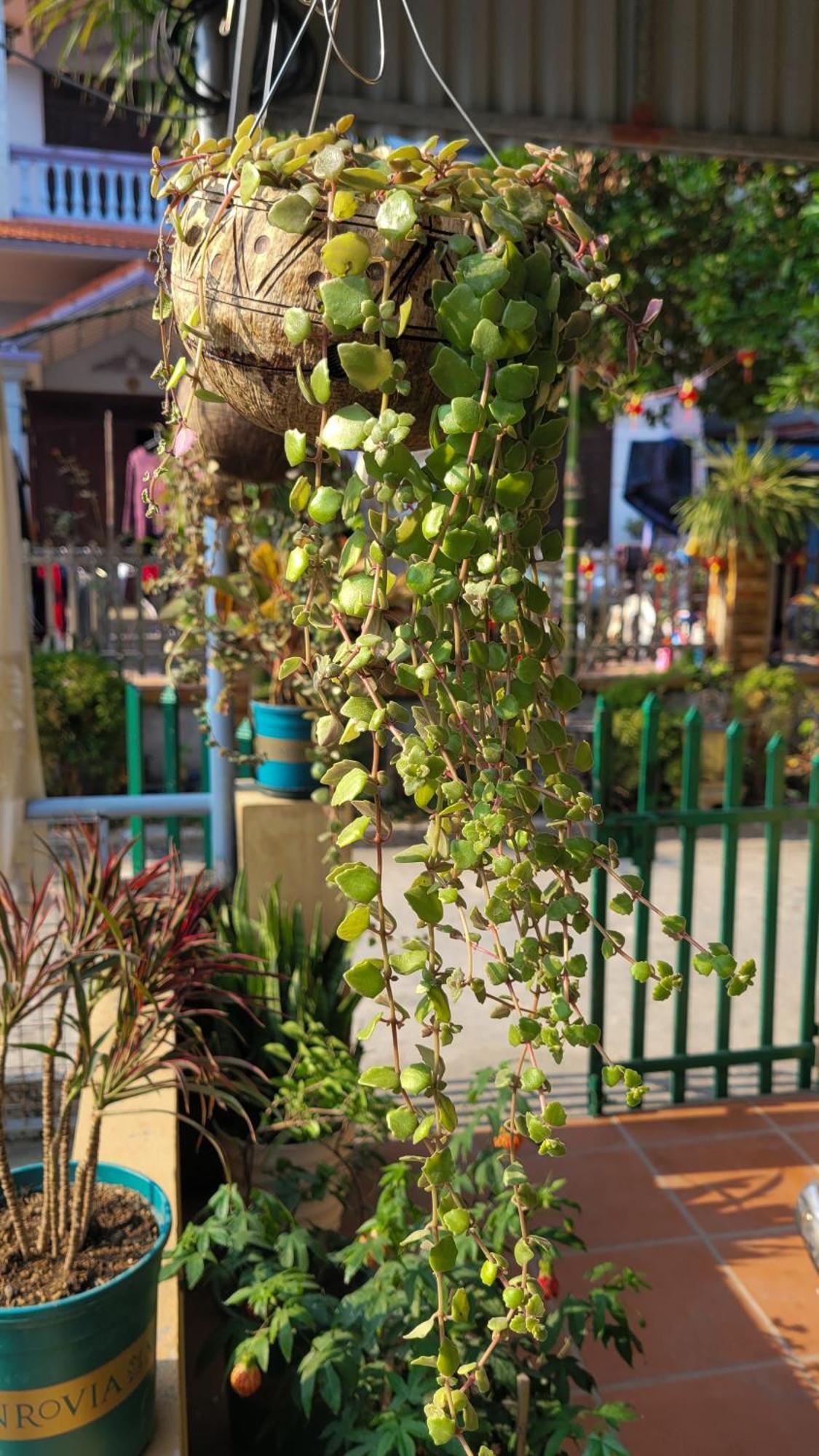 Tiny Garden House Cat Ba Hotel Chan Chau Екстериор снимка